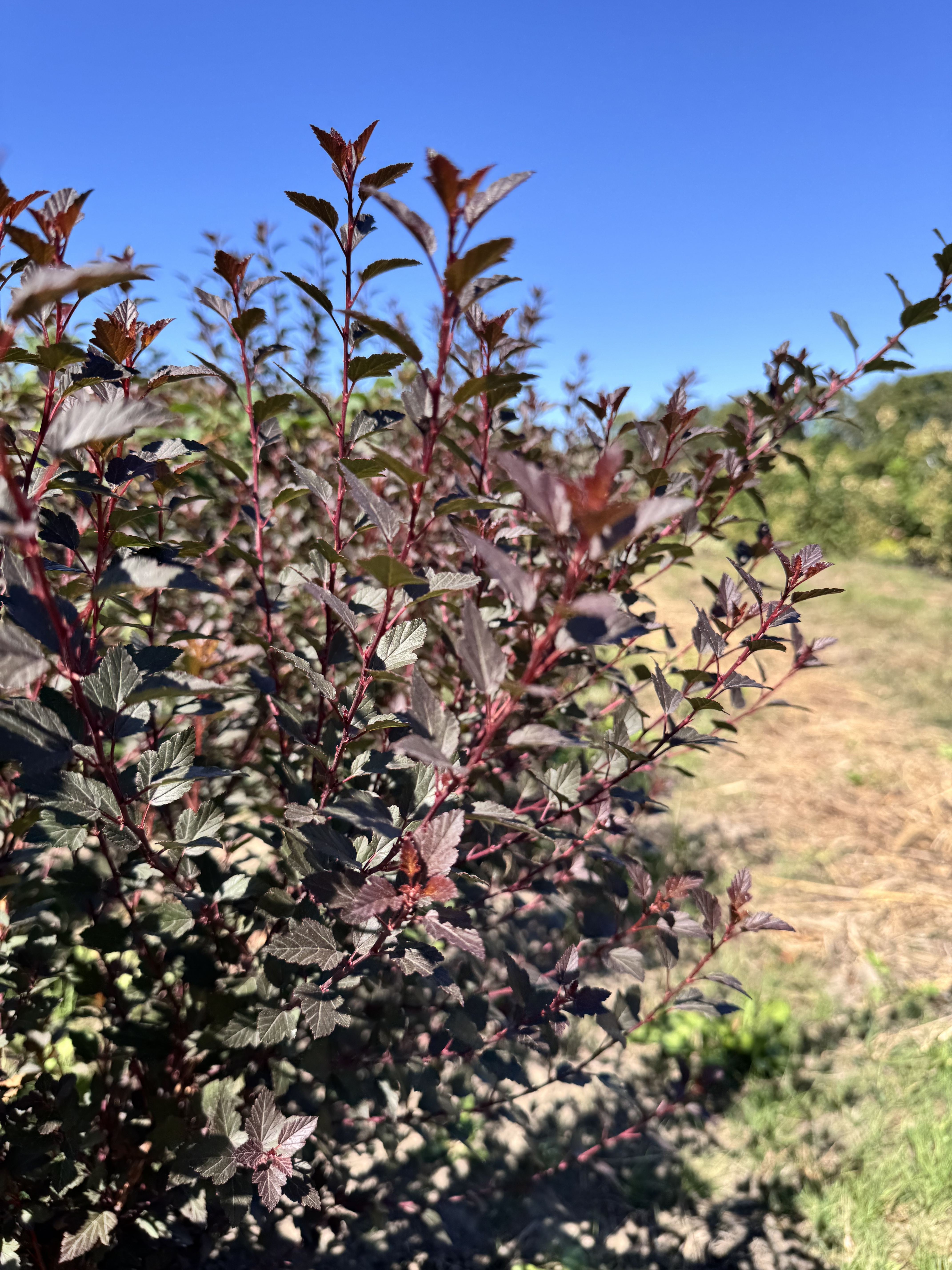 Первый слайд