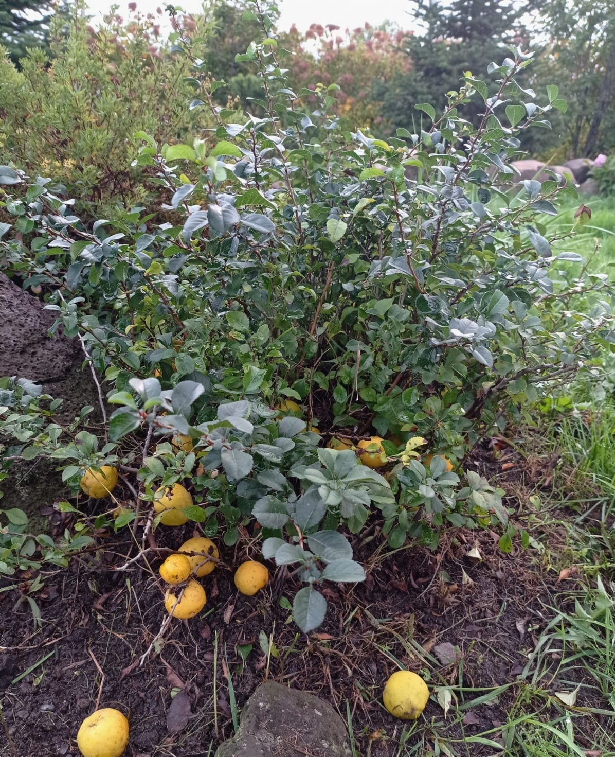 Первый слайд