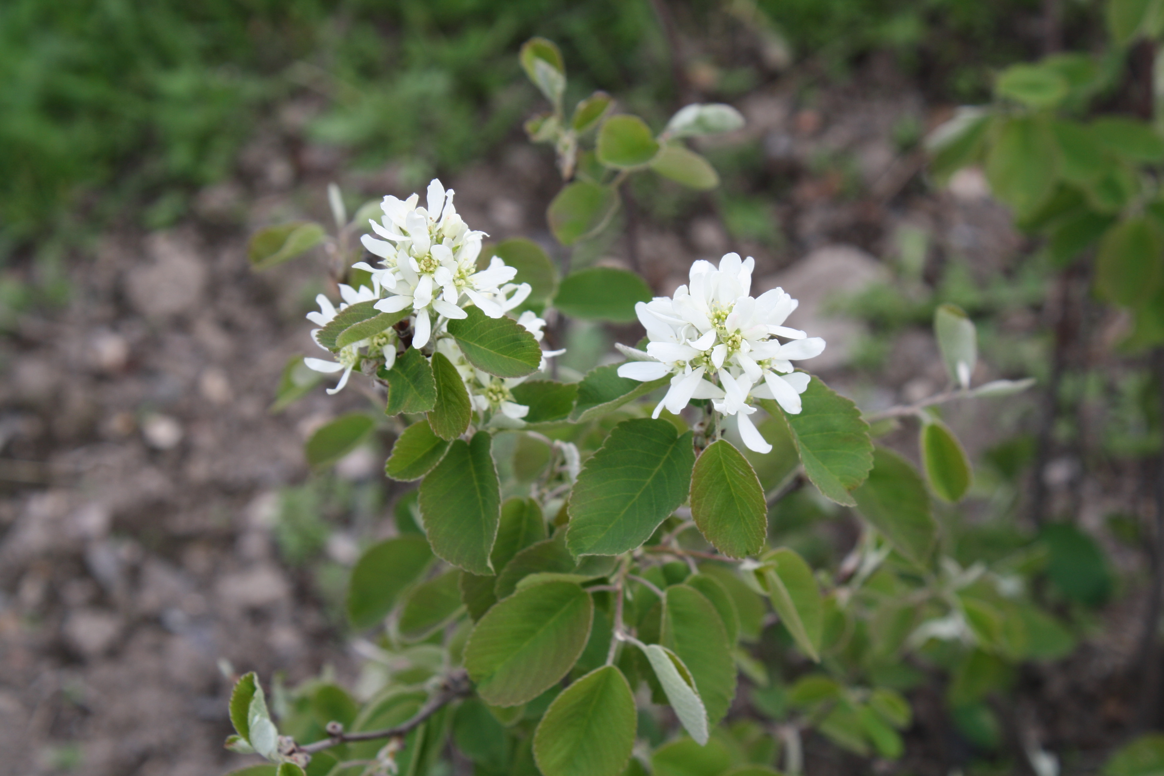 Первый слайд