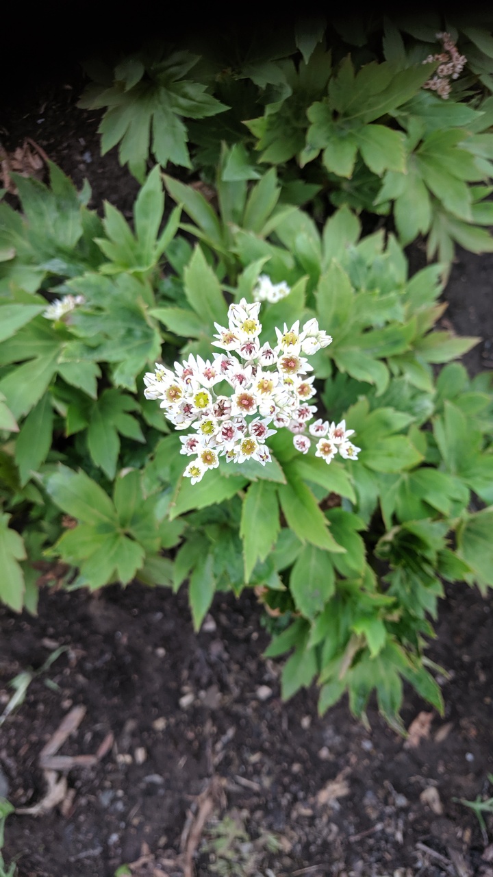 Первый слайд