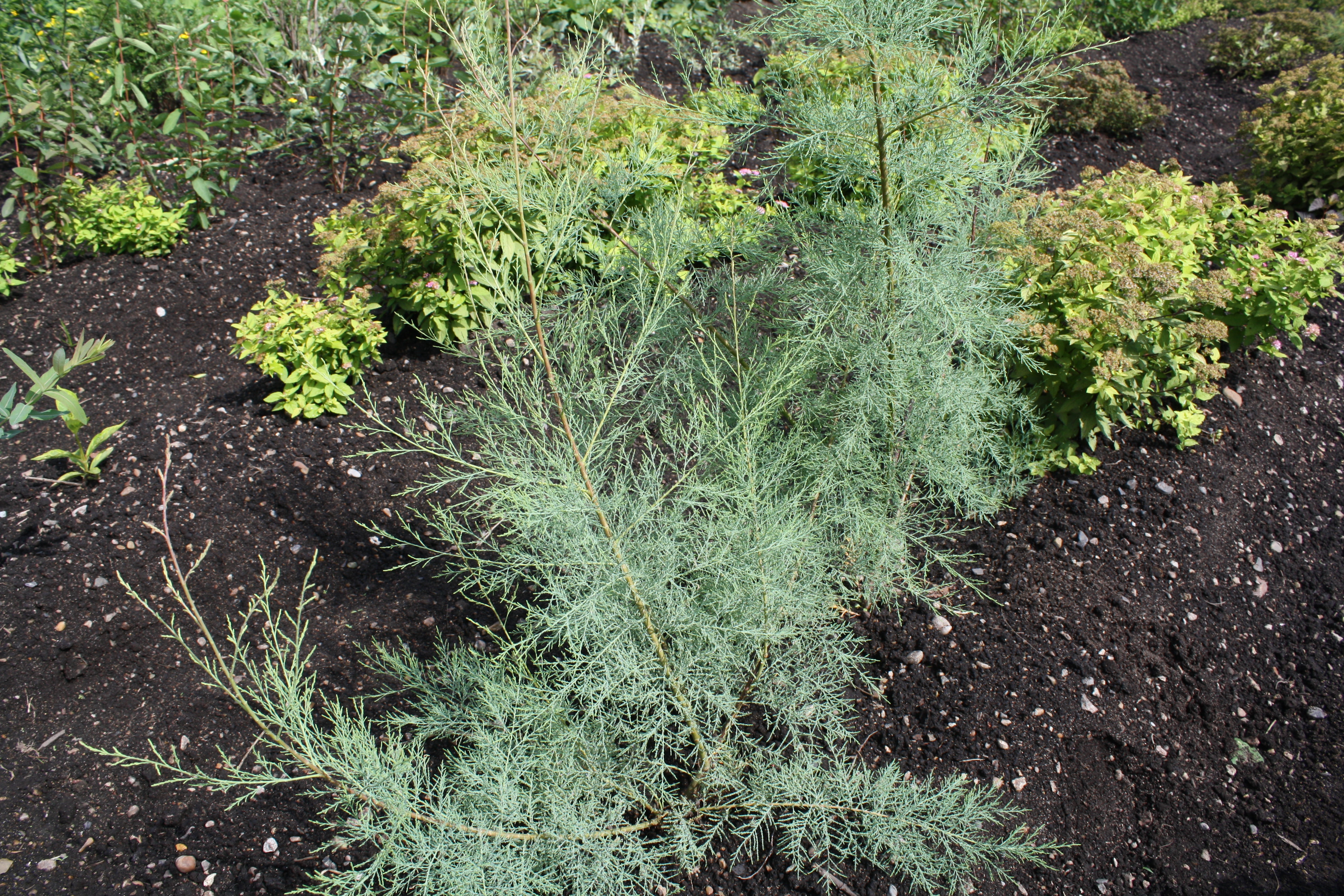 Первый слайд