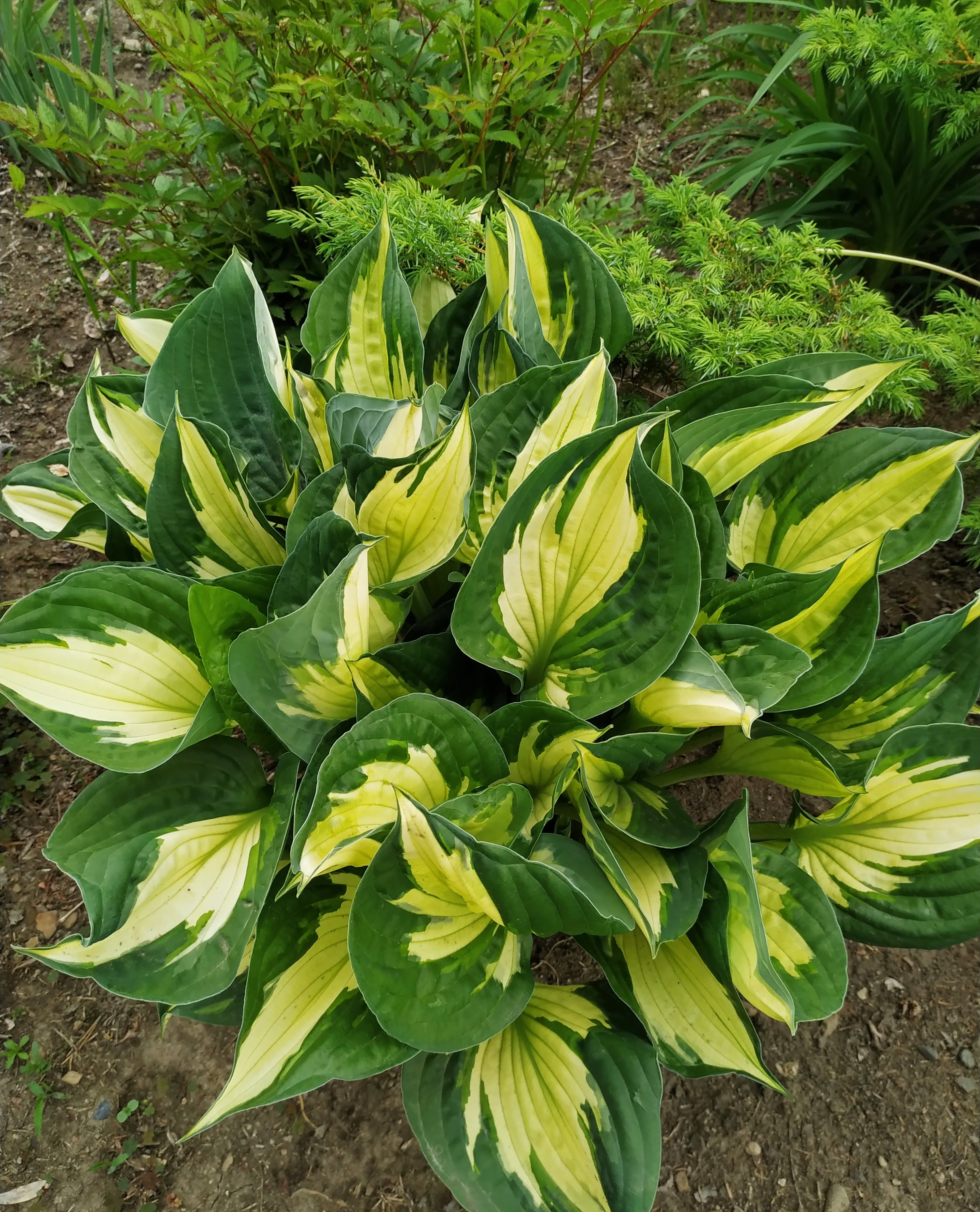 Первый слайд