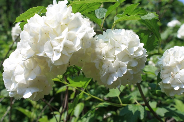 Первый слайд