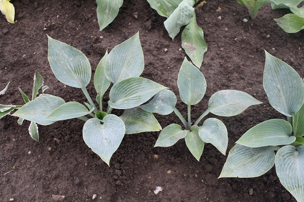 Первый слайд