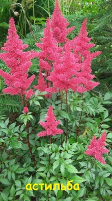 Первый слайд