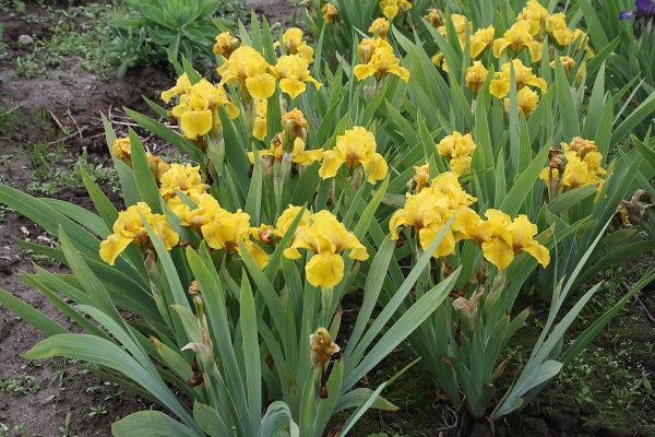 Первый слайд