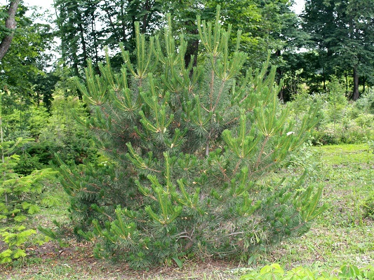 Первый слайд