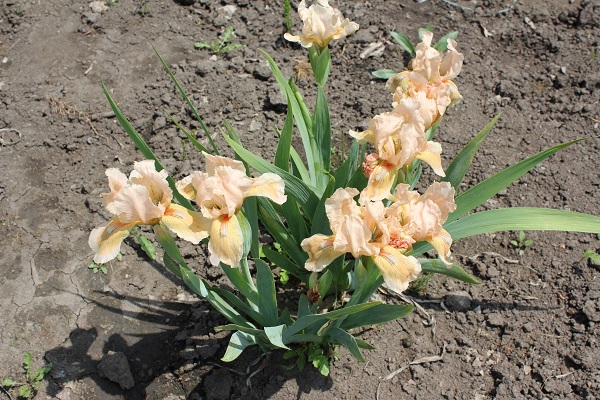 Первый слайд