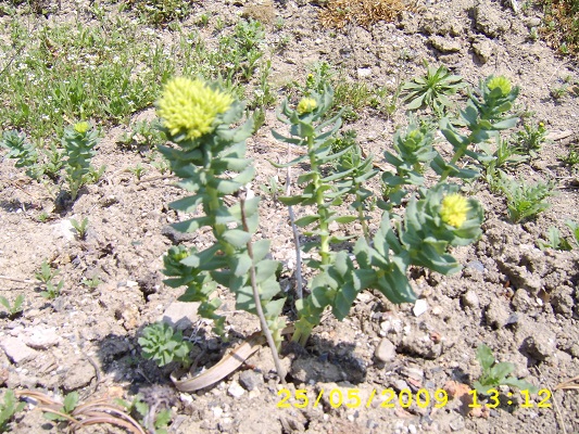 Первый слайд