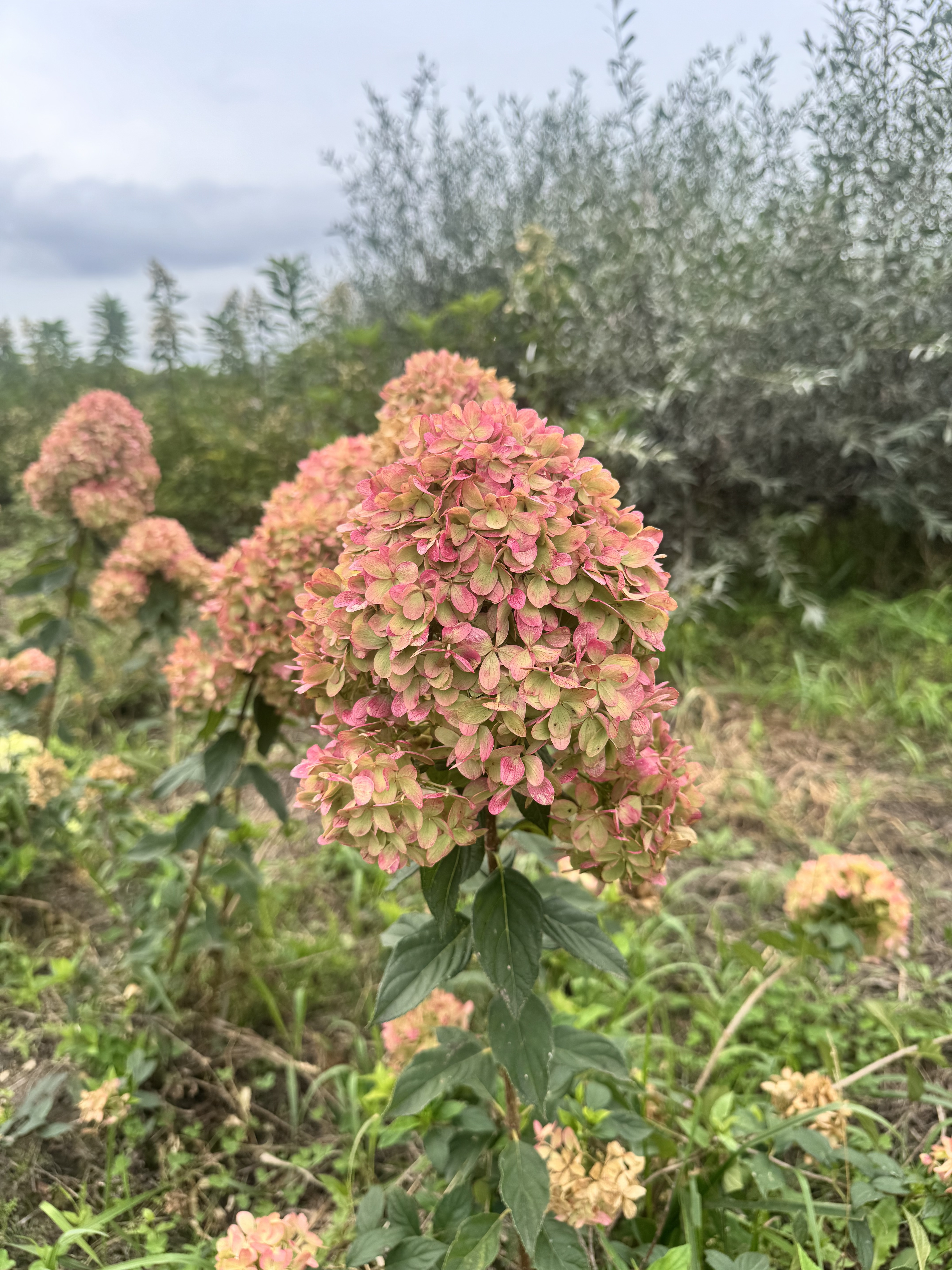 Первый слайд