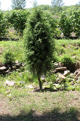 Первый слайд