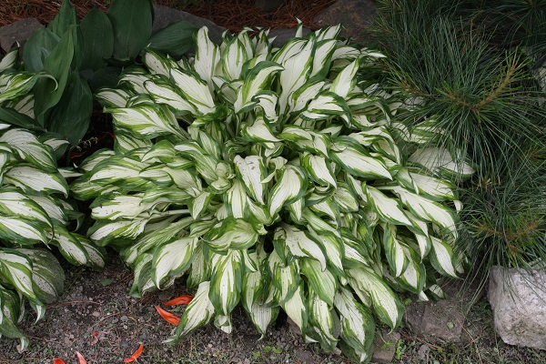 Первый слайд