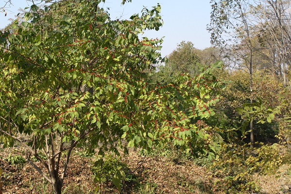 Первый слайд