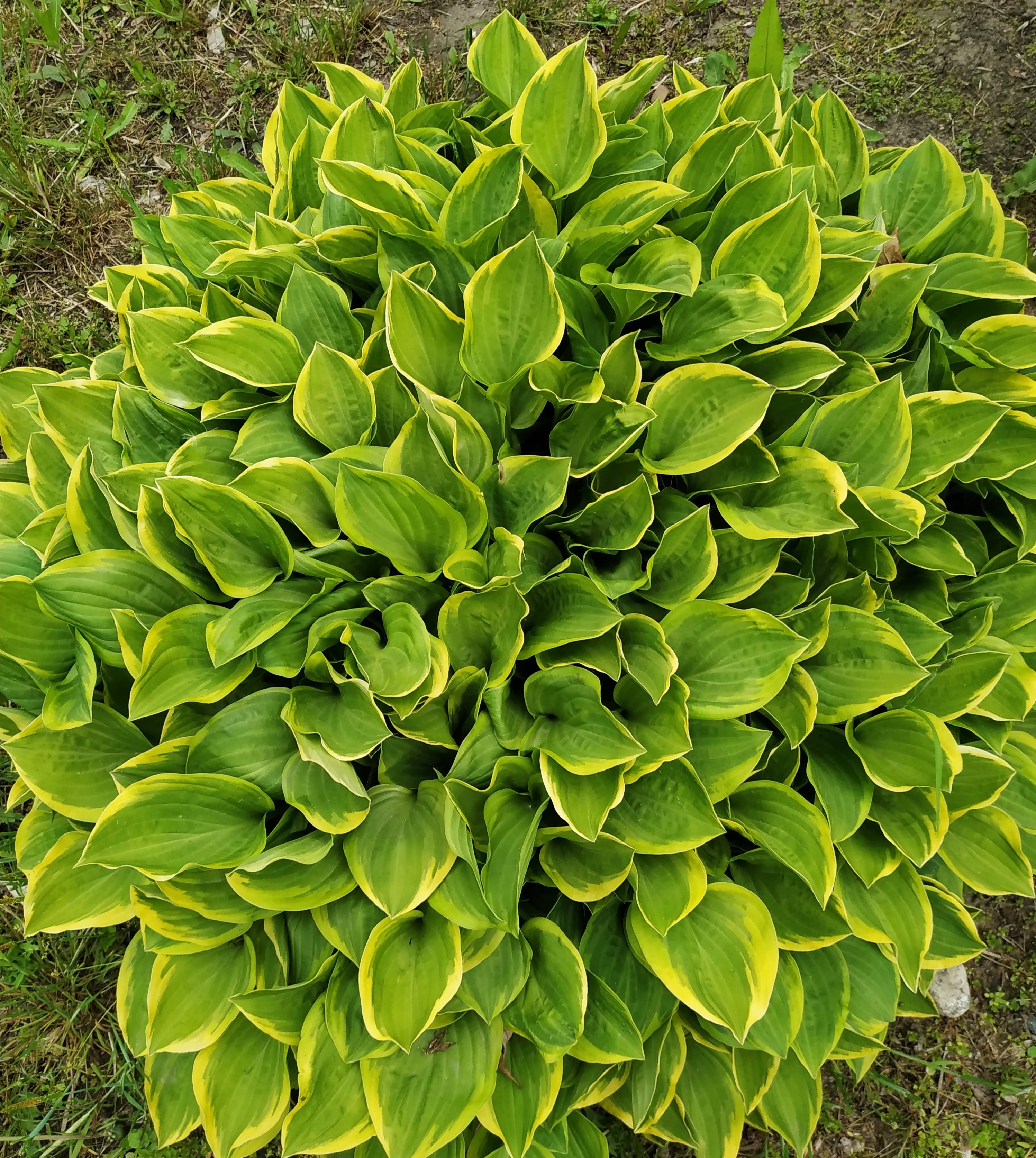 Первый слайд