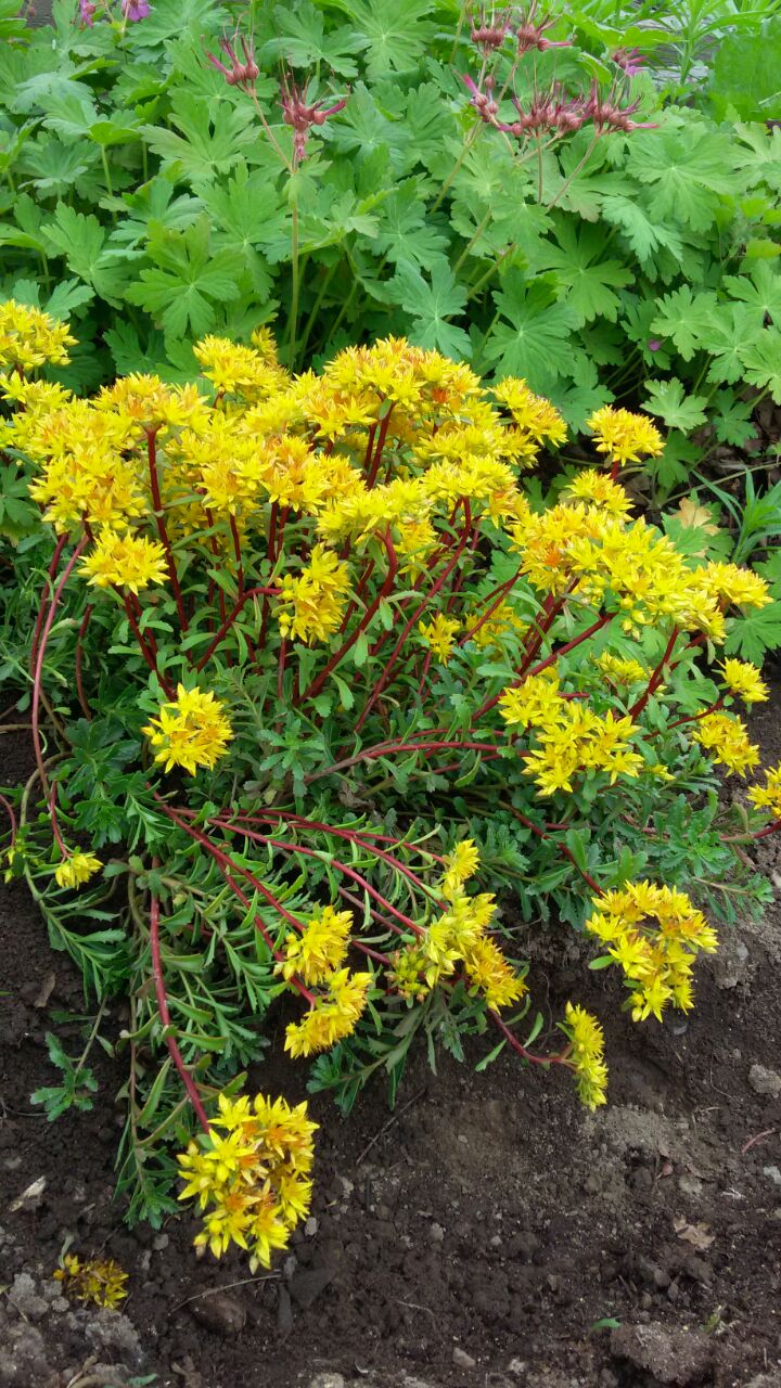 Первый слайд