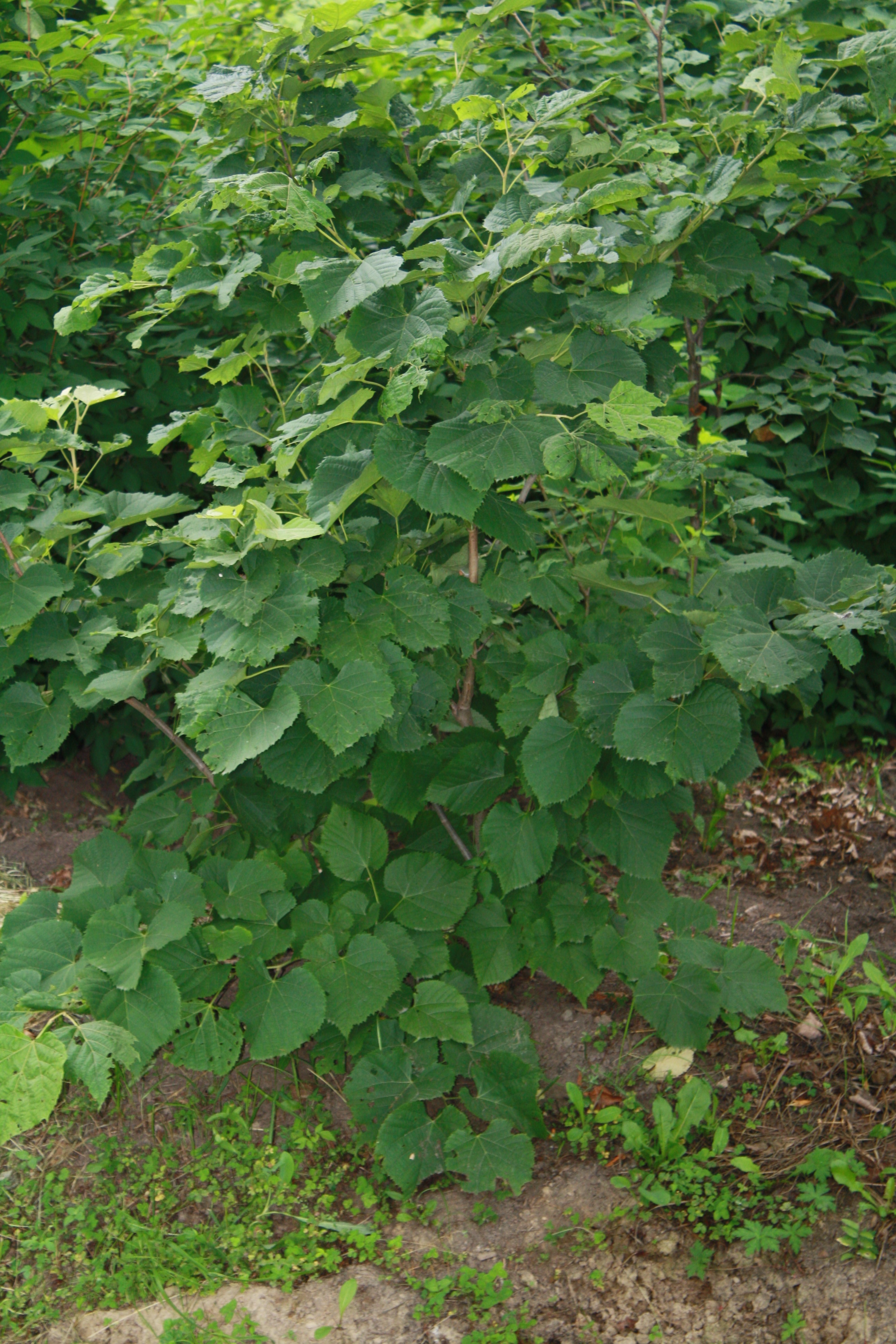 Первый слайд