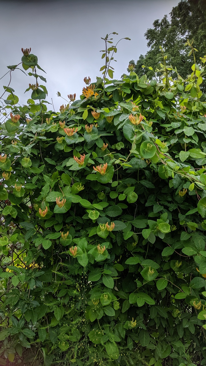 Первый слайд