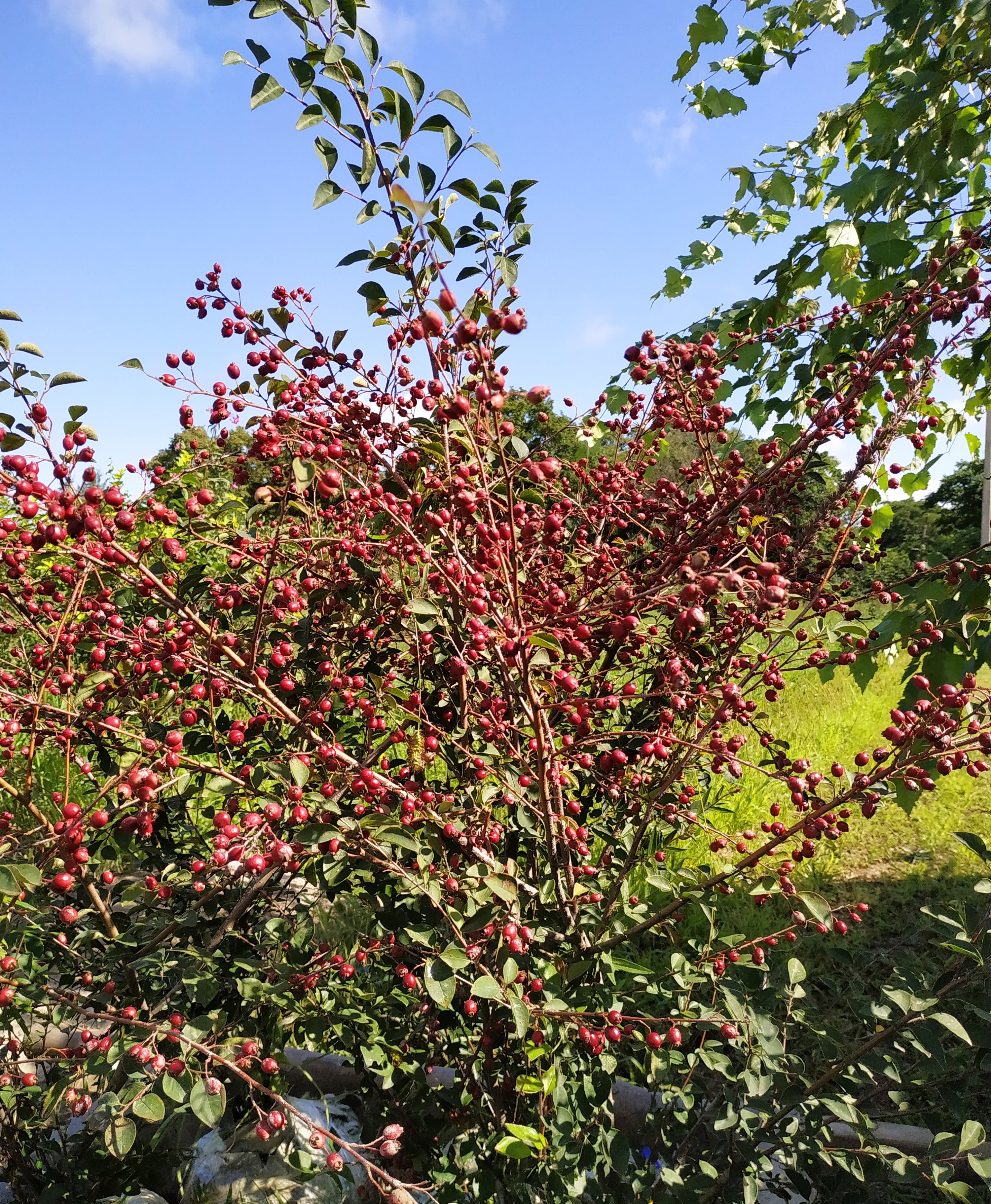 Первый слайд