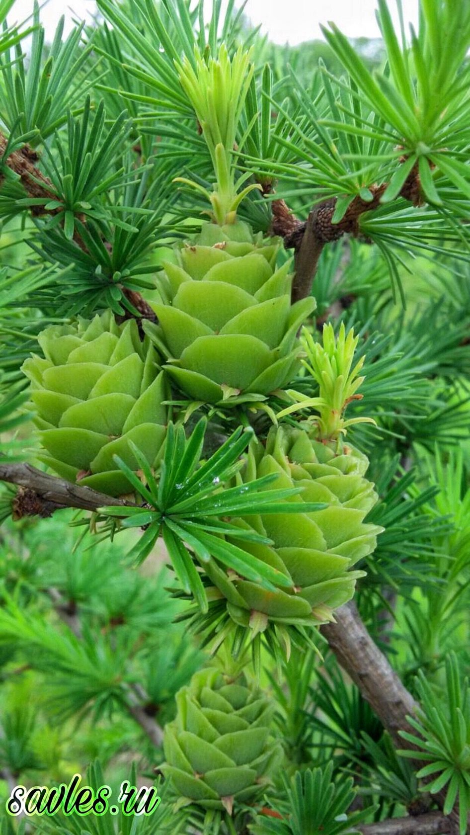 Первый слайд