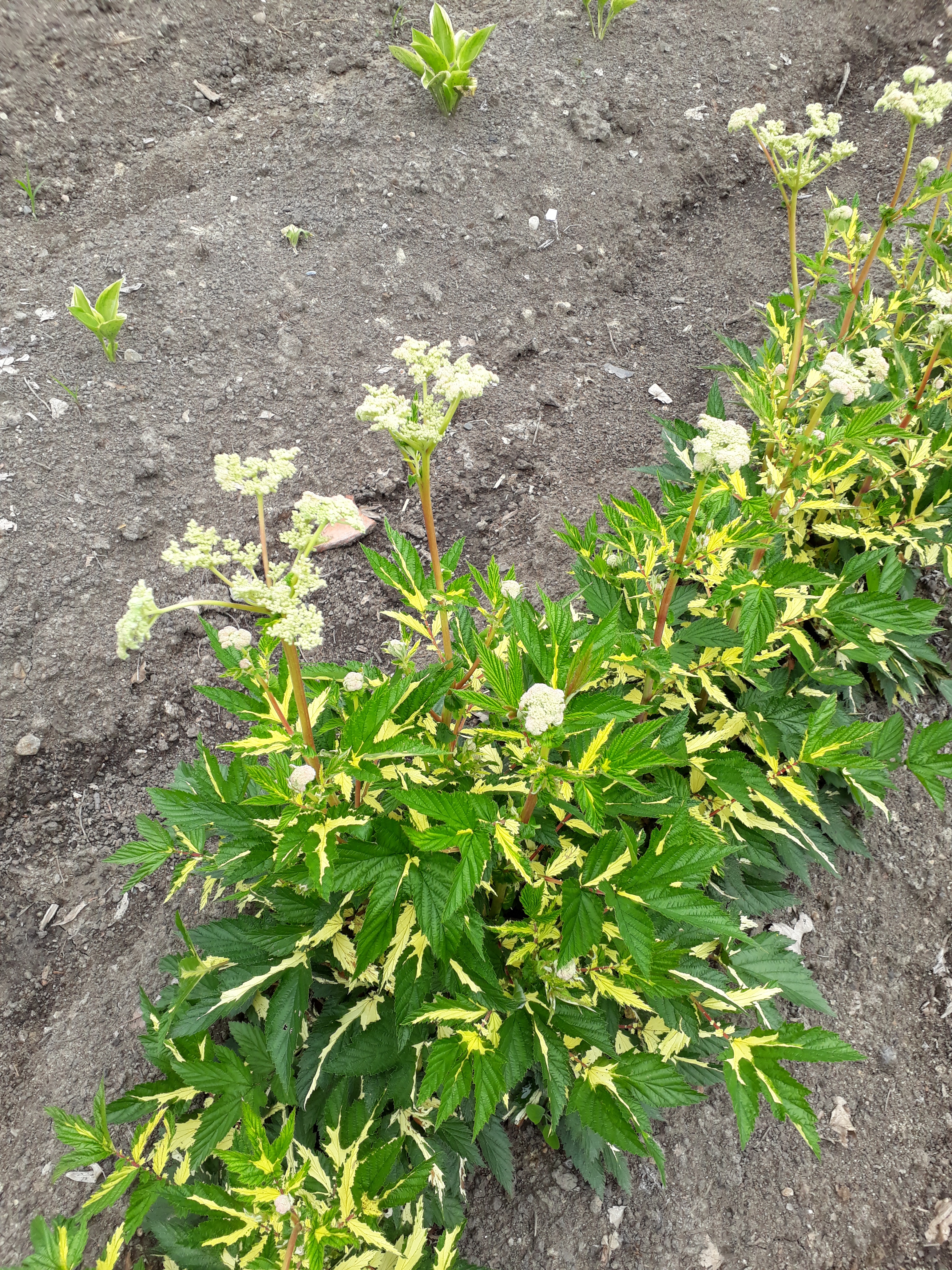 Первый слайд