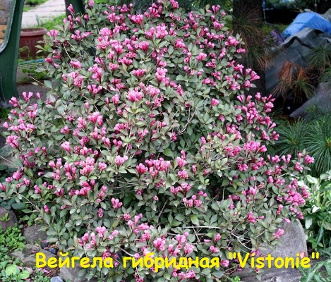 Первый слайд