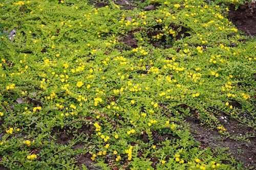 Первый слайд