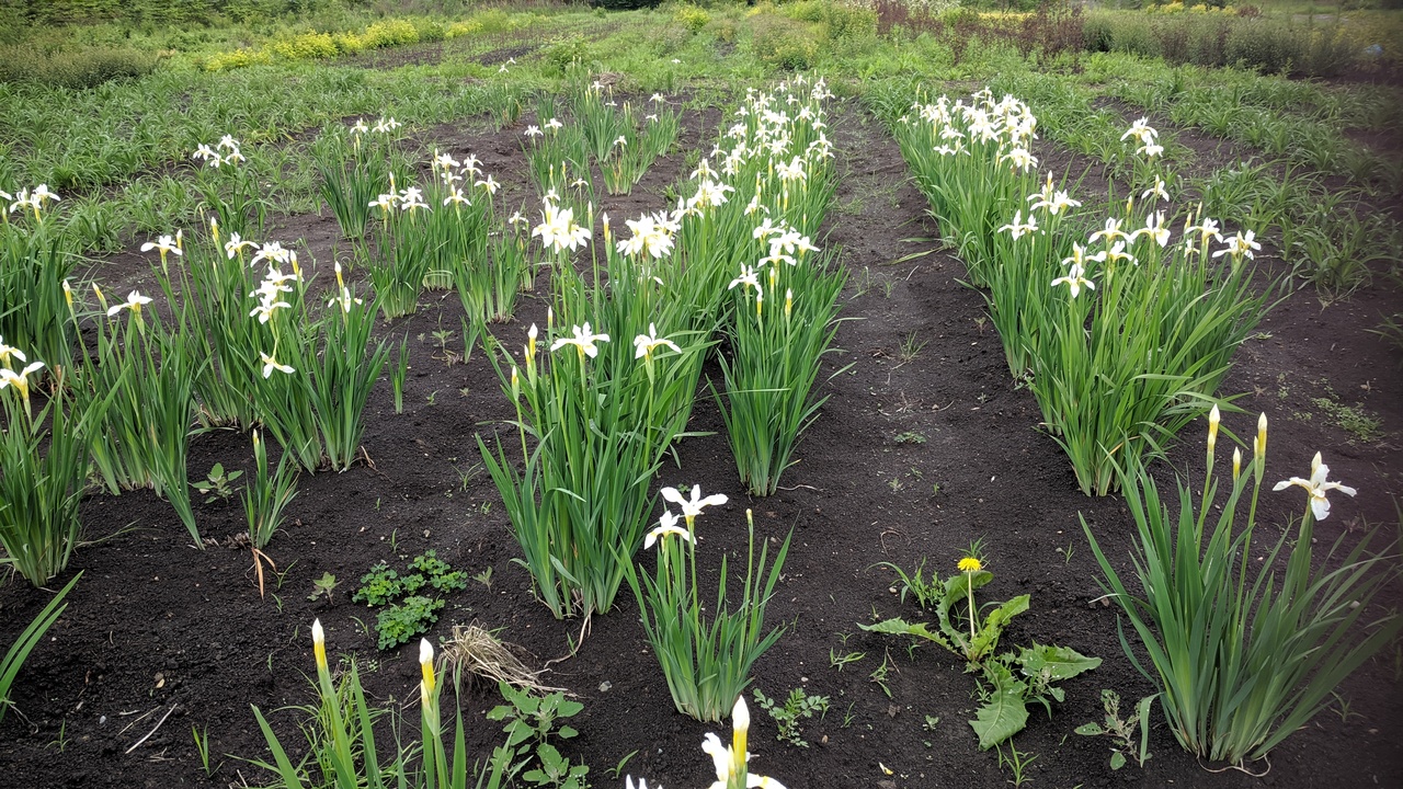 Первый слайд