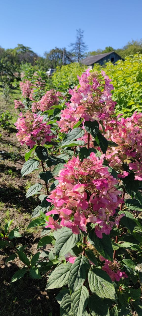 Первый слайд