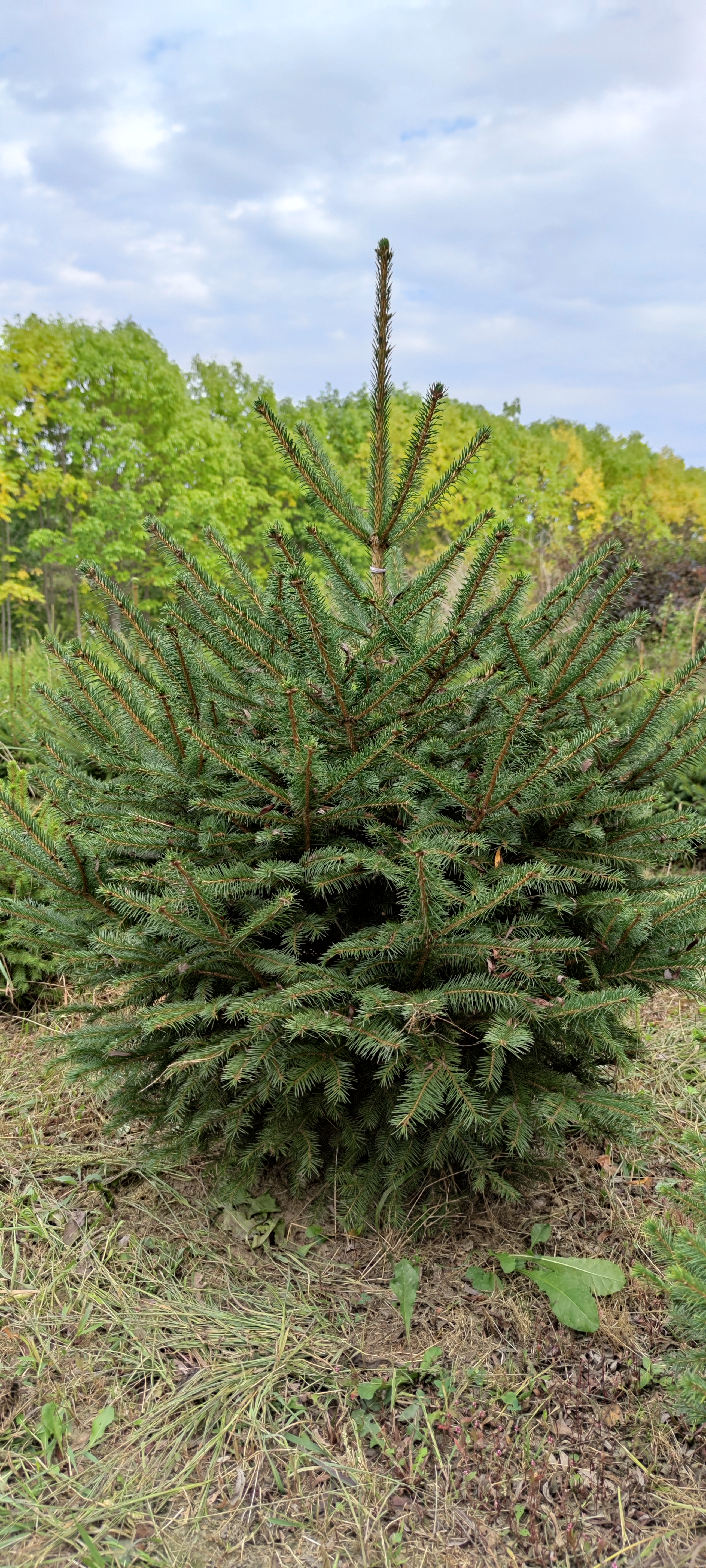 Первый слайд