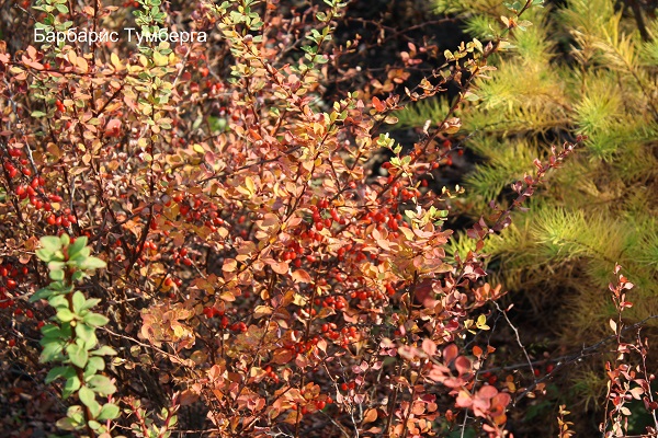 Первый слайд