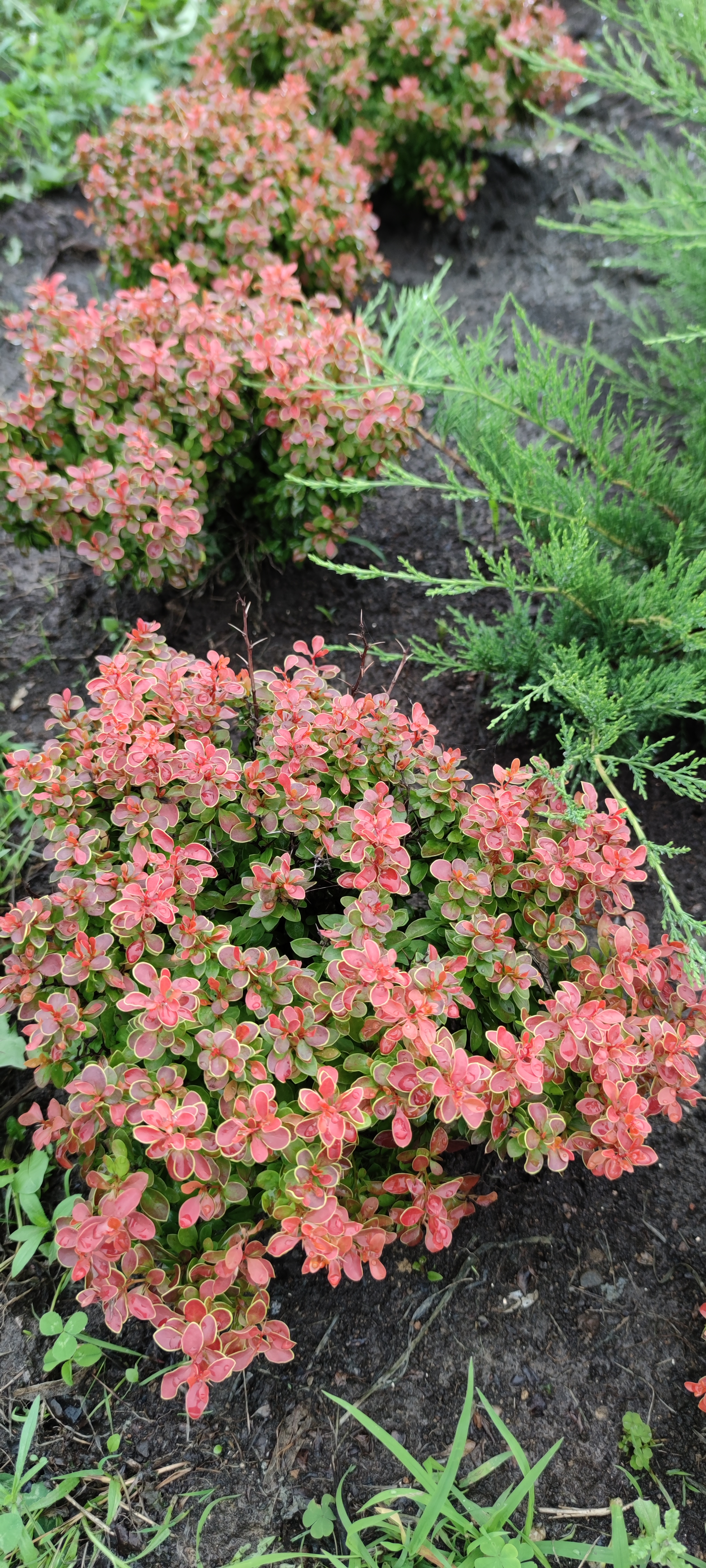 Первый слайд