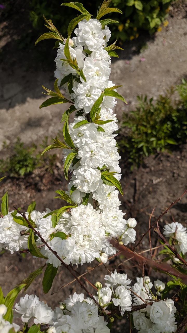 Первый слайд