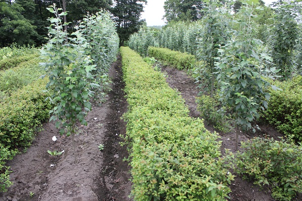 Первый слайд