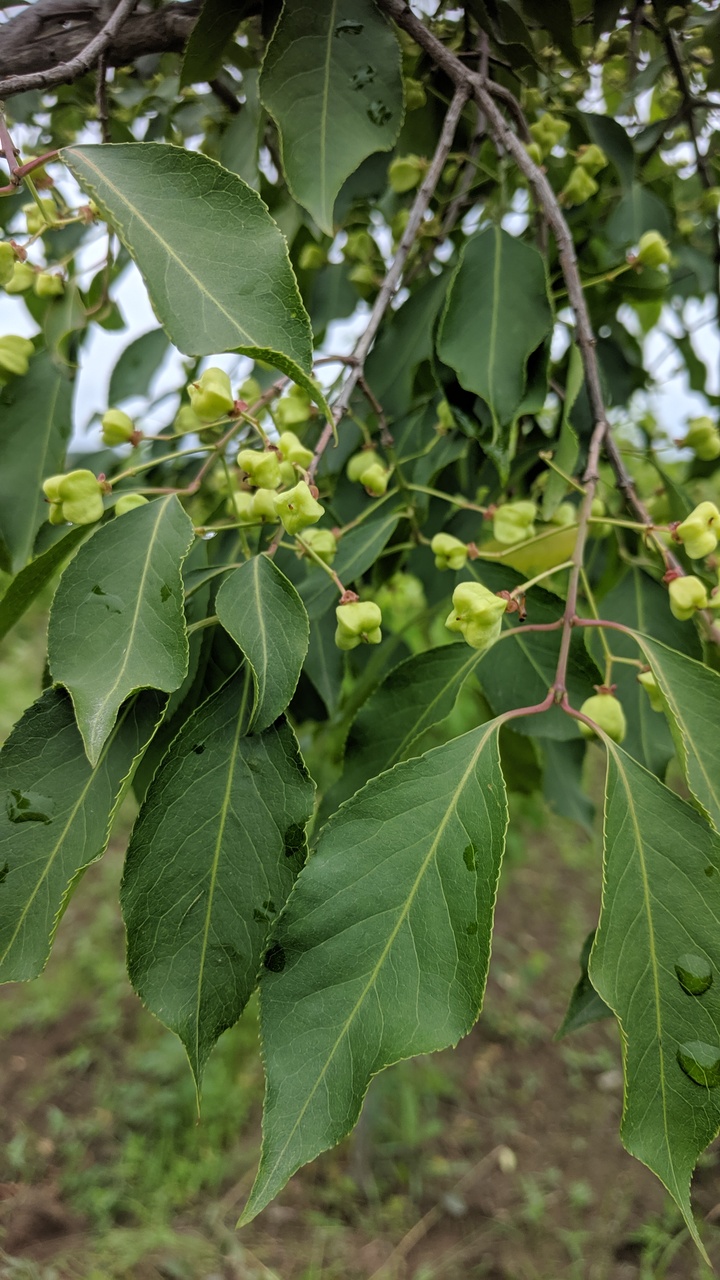 Первый слайд