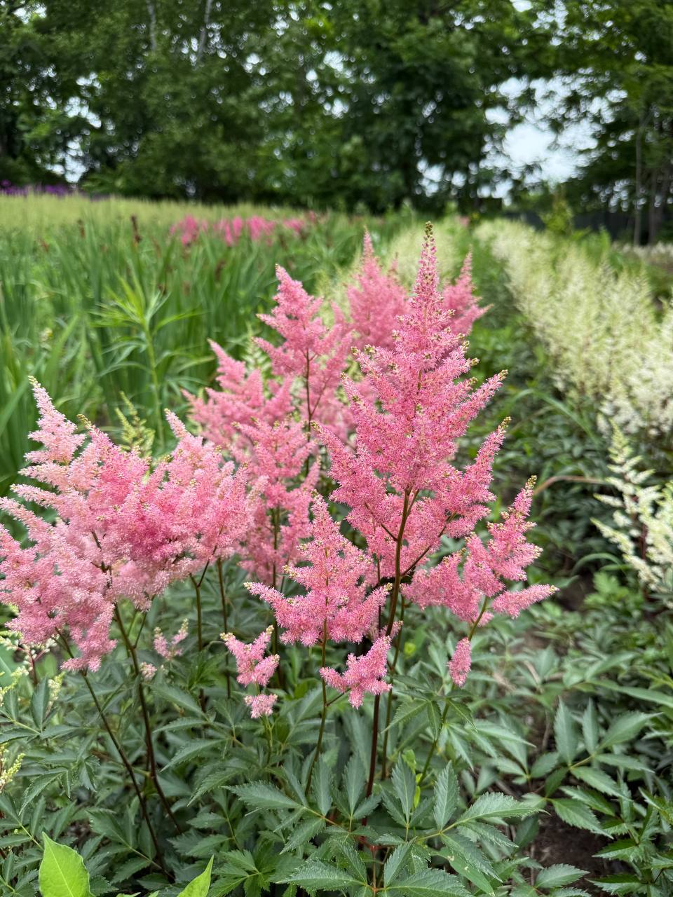 Первый слайд