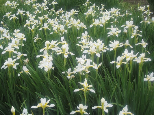 Первый слайд