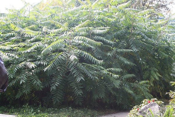 Первый слайд