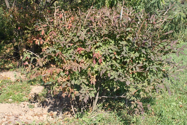 Первый слайд