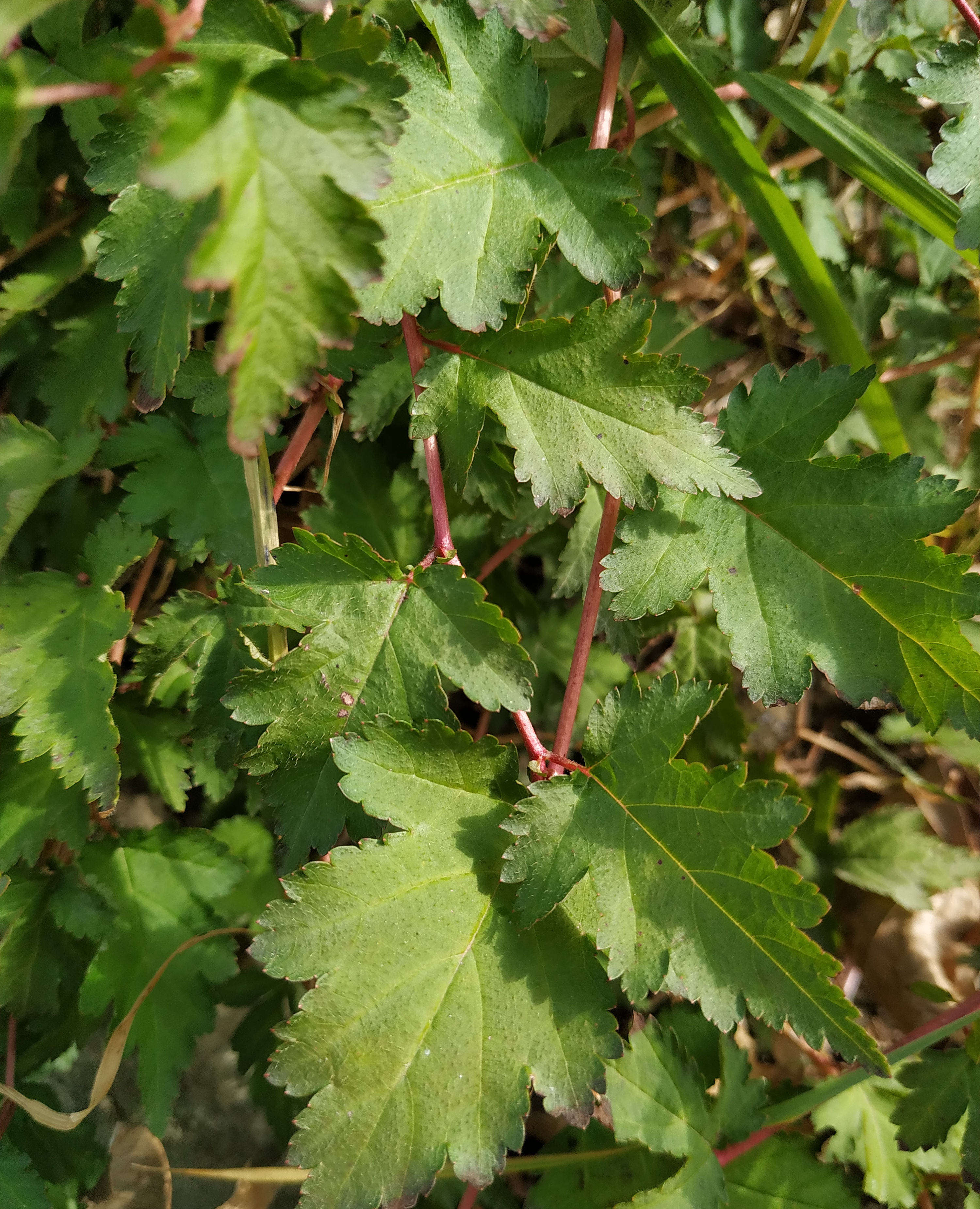 Первый слайд