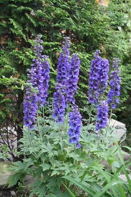 Первый слайд