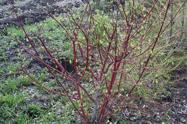 Первый слайд