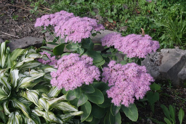 Первый слайд