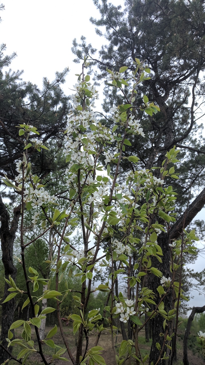 Первый слайд