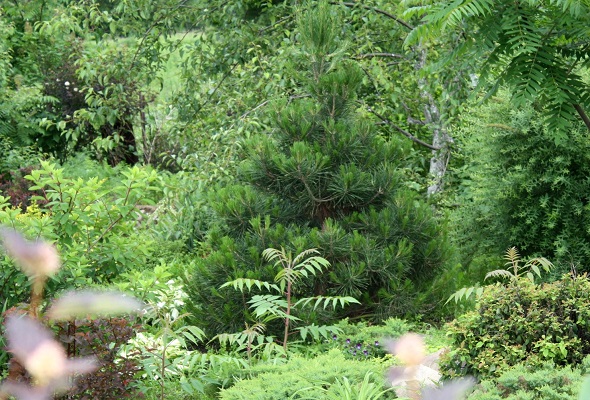 Первый слайд