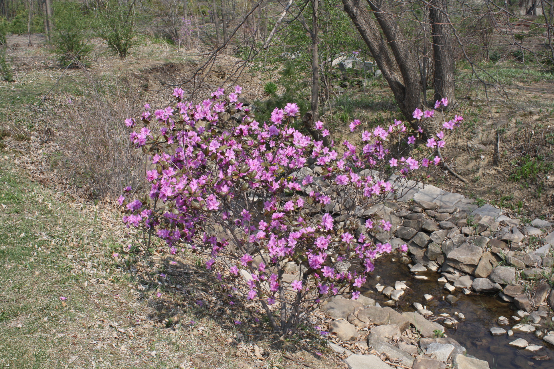 рододендрон сихотинский листья. рододендрон сихотропский. рододендрон сихотропский. рододендрон сихотинский. рододендрон сихотинский.