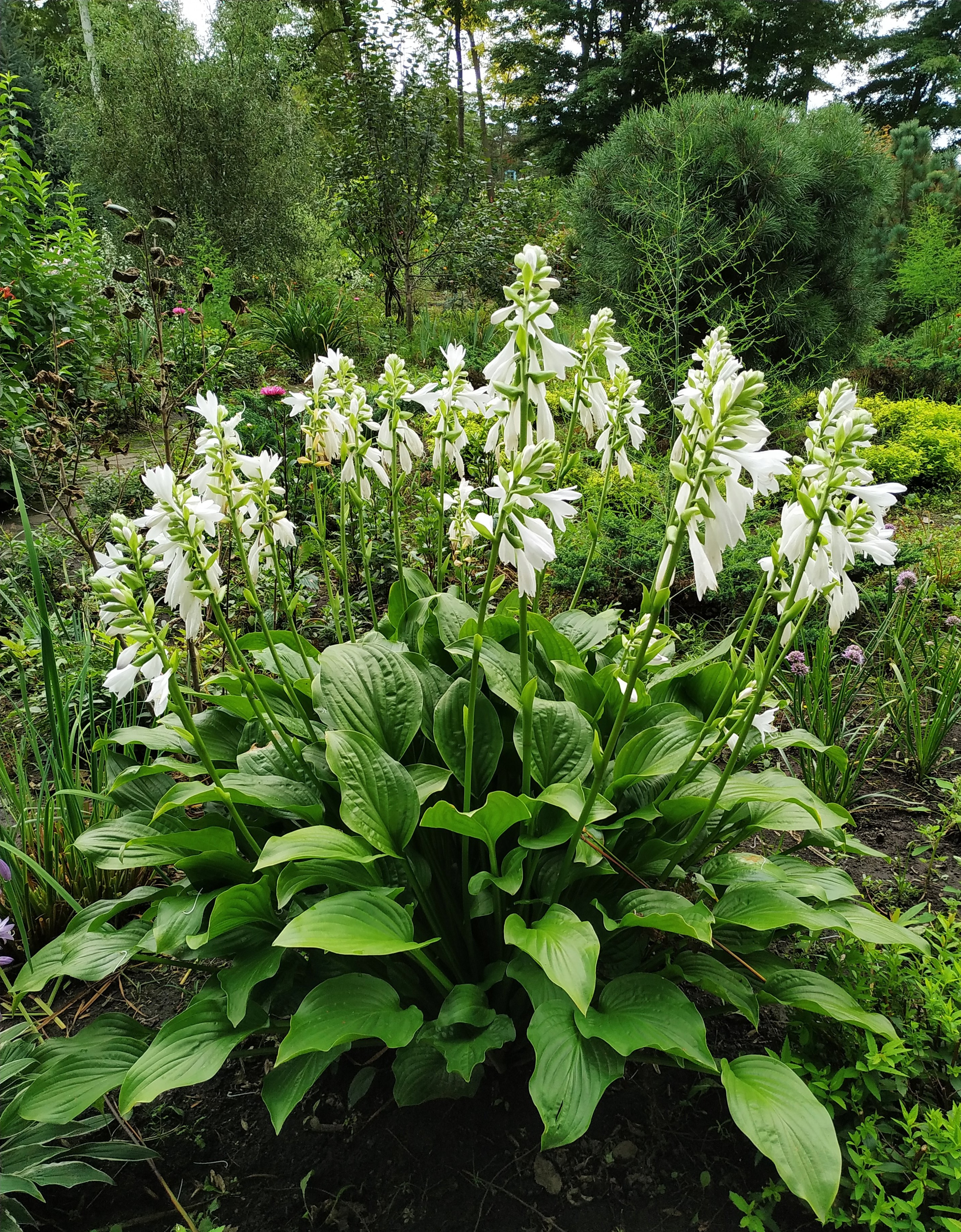 Первый слайд