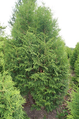 Первый слайд