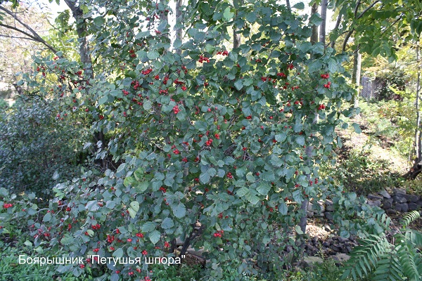 Первый слайд
