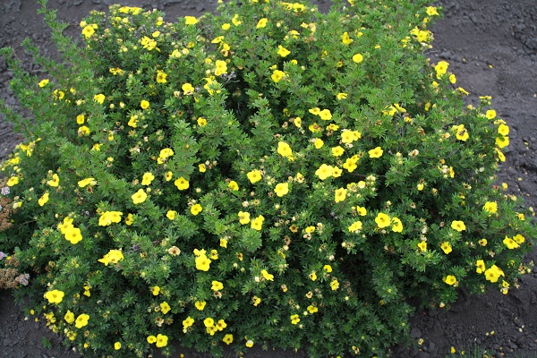 Первый слайд