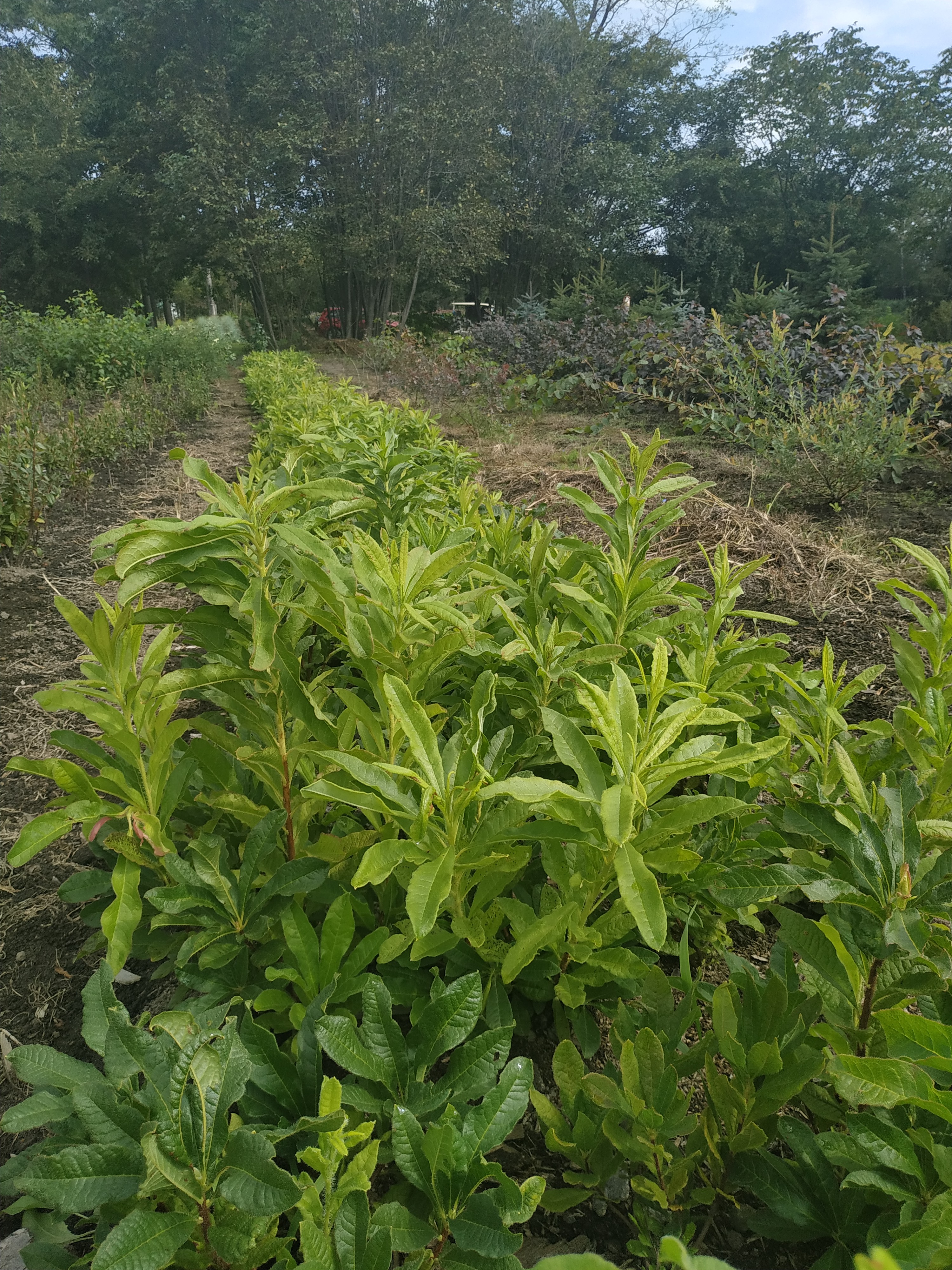 Первый слайд